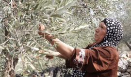 Olive Harvest Under Siege.png