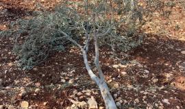 الاحتلال يقتلع أشجار زيتون في قرية كفر مالك برام الله