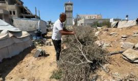 الاحتلال دمر موسم جني الزيتون بغزة