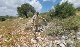 الاحتلال دمر أكثر من 91 ألف شجرة زيتون وألحق خسائر بـ 103 ملايين دولار