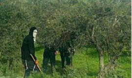 قطعان المستوطنين تعتدي على مواطنين وتسرق مواشي بالضفة