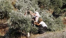 مستوطنون يقتلعون 500 شجرة جنوب الخليل