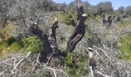 الاحتلال يقرر قطع مئات أشجار الزيتون شرق رام الله ويخطر منزلاً في بيت لحم