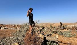 الاحتلال يوزع إخطارات باقتلاع مئات أشجار الزيتون في بلدة عرابة