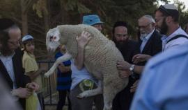 سبع محاولات لإدخال "قرابين" للمسجد الأقصى خلال "الفصح اليهودي" هذا العام