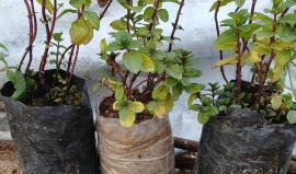 بين الركام والخيام.. غزة تزرع الحياة لتهزم "سواد ورماد" الحرب