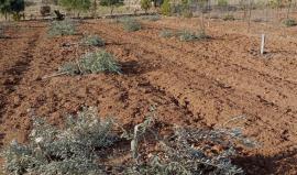 الاحتلال يقتلع عشرات الأشجار المثمرة بنابلس