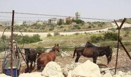 الاحتلال يشرع بهدم اسطبل للخيول في الرام