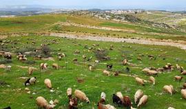 مستوطنون يطلقون مواشيهم قرب منازل الأهالي في مسافر يطا