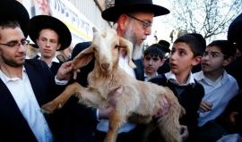 محاولات متكررة لاقتحام الأقصى وادخال القرابين الحيوانية تزامناً مع الفصح العبري