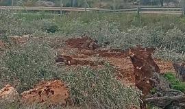 الاحتلال يقتلع مئات أشجار الزيتون شمالي سلفيت