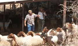 مواطنون يسرقون أغنام الفلسطينيين بالضفة