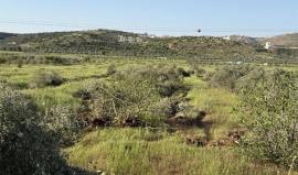 اقتلاع أشجار الزيتون