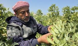 المزارع عصام محارب