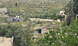 لليوم الثاني.. تجريف أراضٍ واقتلاع مئات أشجار الزيتون في برقة شمال نابلس