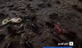 انفو فيديو شهاب| الحشرات تغزو خيام النازحين في غزة