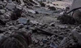 انفو فيديو شهاب| اجتياح غير مسبوق للفئران والجرذان لمستوطنات غلاف غزة، غزوٌ بدأ في المواقع العسكرية شرقي قطاع غزة، قبل أن يمتد إلى مستوطنات الغلاف، فيما تسببت القوارض في بعض حقول الفول السوداني بخسائر وصلت إلى نحو 70% من المحصول