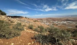 مستوطنون يقطعون أشجار زيتون ويعتدون على أراضٍ زراعية جنوب طوباس