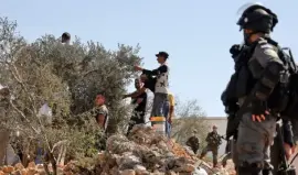 موسم قطف الزيتون في الضفة الغربية - أرشيف