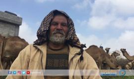 غزة | تربية الإبل .. بين التراث والهِواية وخطر الاندثار.