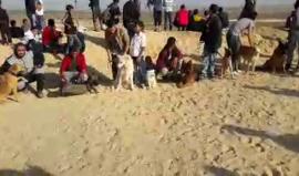 الآن من #شرق_جباليا فعالية  تدريب وعرض للكلاب 
#بث محمد المصري