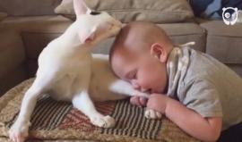 #شاهد .. قطة تداعب طفل