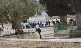 فيديو - عشرات المستوطنين يقتحمون المسجد الأقصى بحماية مشددة من قوات الاحتلال