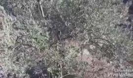 مستوطنون يقتلعون أشجار زيتون في بلدة نحالين بـ بيت لحم