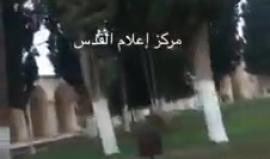 #فيديو مجموعات من المستوطنين تقتحم باحات المسجد الاقصى المبارك
