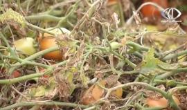 خسائر فادحة يتكبدها مزارعوا طمون في جنين جراء المنخفضات المتتالية – مريم الحاج موسى