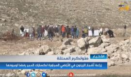 زراعة أشجار الزيتون في الأراضي المجاورة لكسارات الحجر رفضا لوجودها