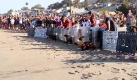 لحظات إطلاق سراح مجموعة من الفقمات لتعود إلى موطنها الأصلي، إذ يقوم مركز “باسيفيك” للثدييات البحرية في كاليفورنيا بإنقاذ الفقمات المريضة أو المعرضة للخطر لمعالجتها وإعادة تأهيلها 

المصدر: ThePMMC