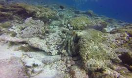 #شاهد أخطبوط ذكي يبهر غواصة تركية بطريقة تَخفِّيه !