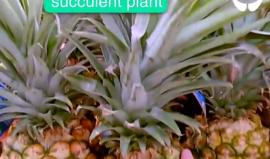 تطبيق Aipoly لأجهزة iPhone يساعد فاقدي البصر على كشف ما يحيط بهم عبر كاميرة الهاتف، مستخدما 7 لغات .