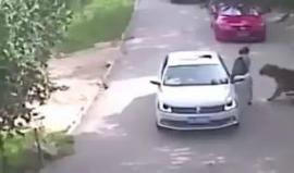 #شاهد نمر يقتل سائحة في حظيرة حيوان بالصين !