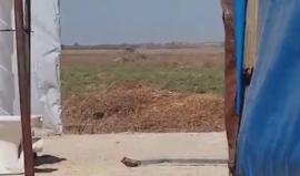 مشاهد من شرق خانيونس حنوب قطاع غزة .. انقلاب جرافة عسكرية صهيونية وتعطل أخرى 
تصوير: مثنى النجار