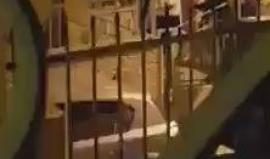#فيديو قوات الاحتلال اعتقلت الحاج "عبد الرحيم الحنبلي" من مدينة نابلس فجر اليوم وهو والد الشهيد محمد والأسير عمر الحنبلي