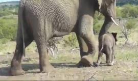 بعد ساعة فقط من ولادته.. فيل صغير يخطو خطواته الأولى بمساعدة أمه في محمية ماشاتو في #بوتسوانا 

المصدر: Lydia Claassens