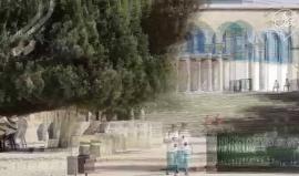 #فيديو الاحتلال يُغلق باب المغاربة بعد اقتحام 54 مستوطنا صهيونيا باحات المسجد الاقصى المبارك