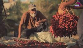 موسم البلح في قطاع غزة