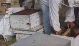 #شاهد نحالون يبداون جني موسم العسل في قطاع غزة وتوقعات بانخاض الانتاج
تقرير: مثنى النجار