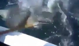 مقطع مصور يُظهر لقطات صادمة للحظة افتراس قرش لزميله