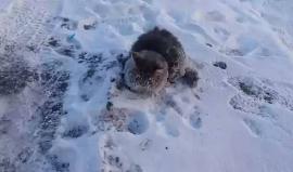 #شاهد القطة العالقة في جليد روسيا