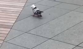 فيديو طريف - حمامة في مأزق !