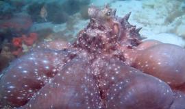 هكذا يصطاد هذا الأخطبوط؟ 

تم تصوير هذا الفيديو قبل يومين في مدينة ملبورن بأستراليا