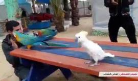 #شاهد 
من حديقة حيوان رفح .. بغبغاء يؤدي الدحية الفلسطينية التراثية