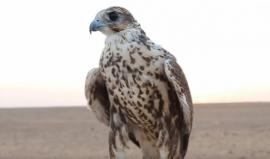 موسم صيد الصقور يبدأ في شمال #السعودية