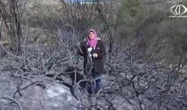 خسائر فادحة طالت اراضي المواطنين بسبب الحرائق التي اشتعلت في الضفة الغربية