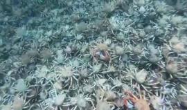 مشهد يتكرر كل عام خلال موسم الهجرة.. أعداد مهولة من السلطعونات تتجمع لتغطي قاع خليج بورت فيليب الواقع في ولاية فكتوريا بأستراليا

المصدر: onebreathdiver