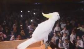 مهارة ببغاء في الجامعة الاسلامية بغزة ضمن فعالية بعنوان "مواهب تحت الحصار" الموسم 11